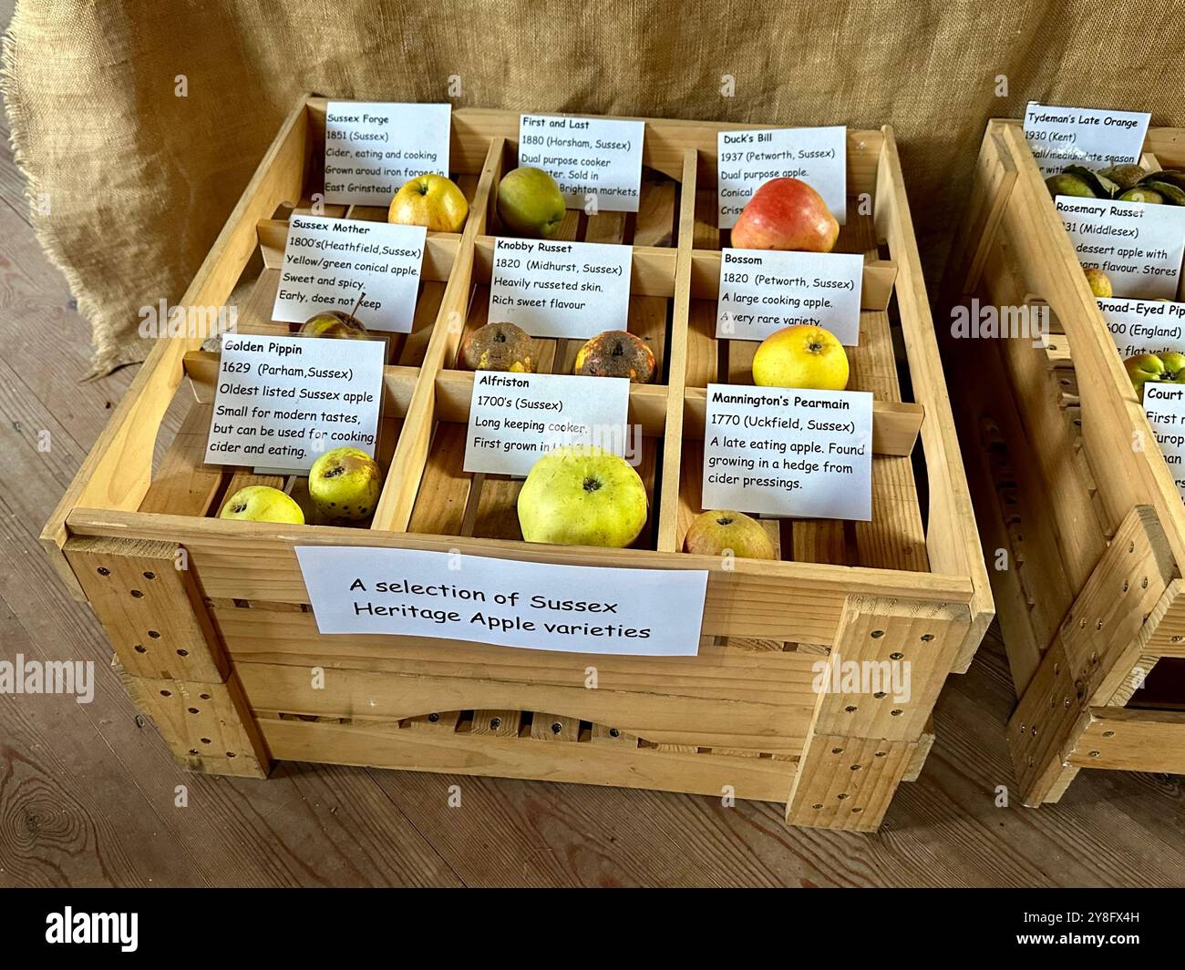 October apple harvest display of apple varieties, Weald and Dowland trust, West Sussex, U.K. - Smartphone Captured Stock Image