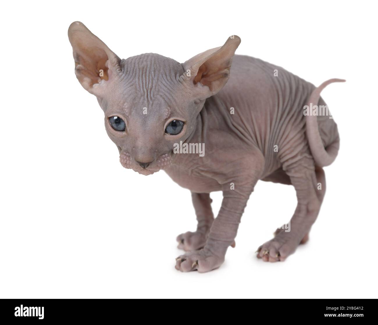 One month old hairless Don Sphinx kitty cat isolated on white ...