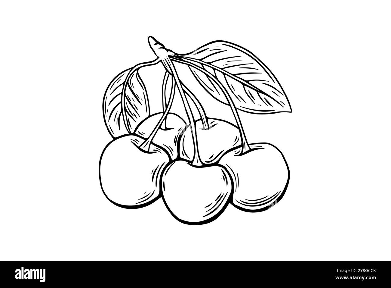 Cherry berry twig sketch, engraving. black and white line art . Fruit ...