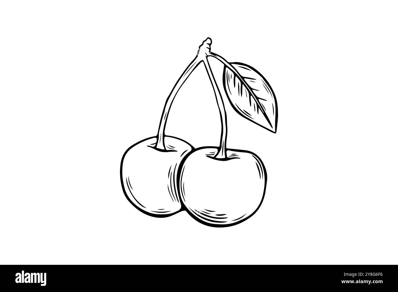 Sketch of a pair of cherry berries, engraving. black and white line art ...