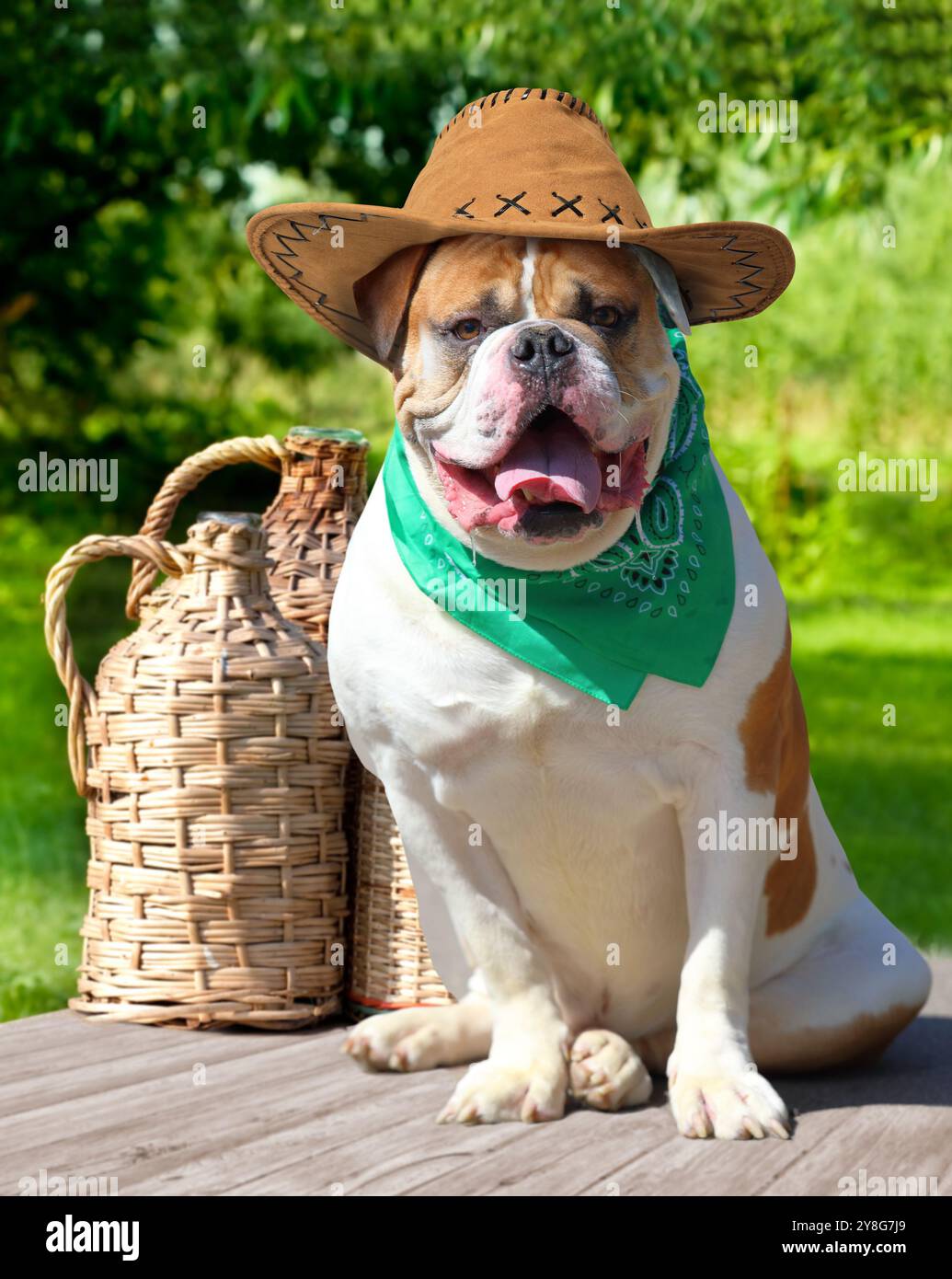 American bulldog in cowboy hat and handkerchief sitting next to the demijohns of wine Stock Photo