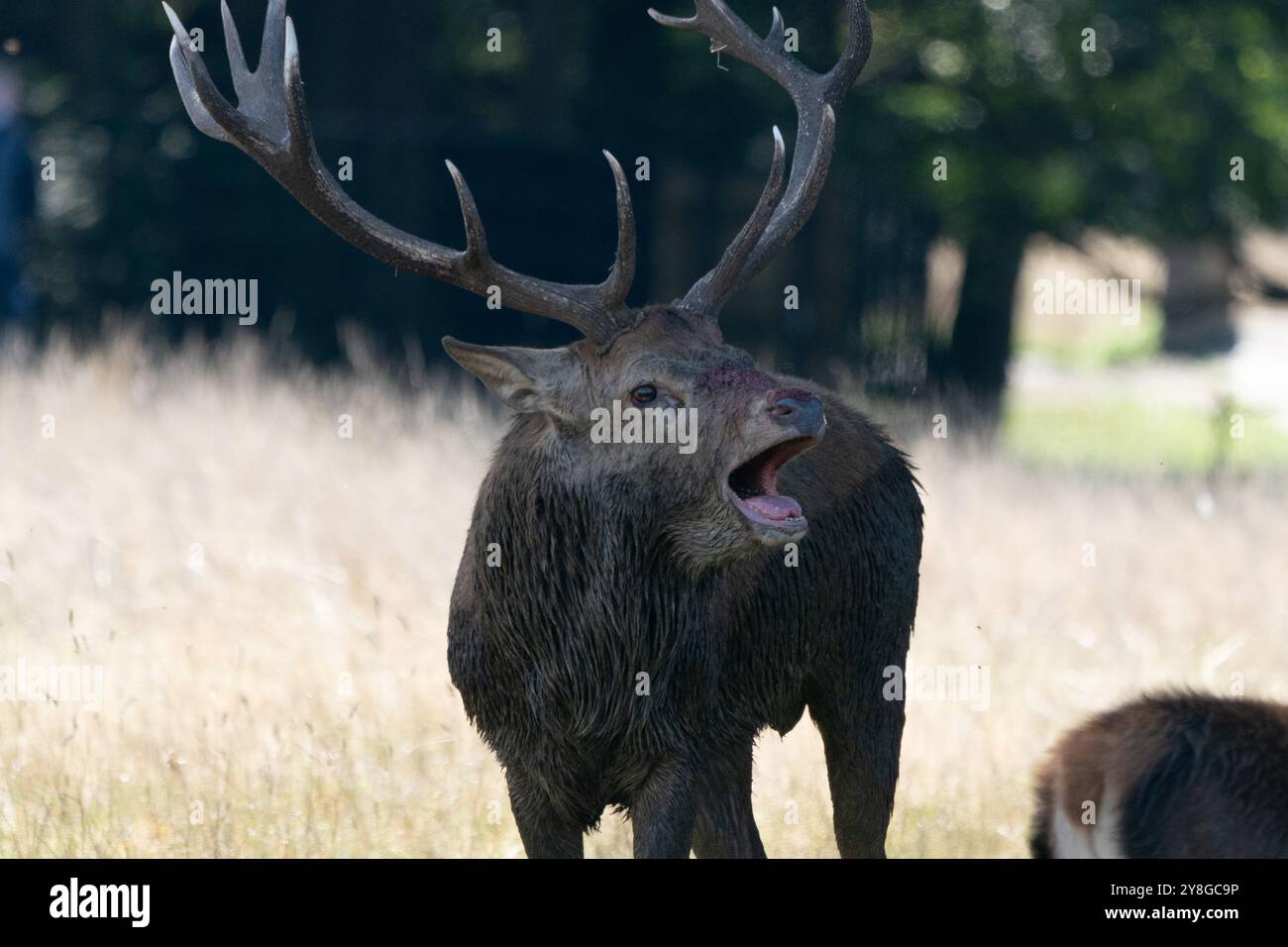 Stag Mateing Ritual red deer stag mating season Stock Photo - Alamy