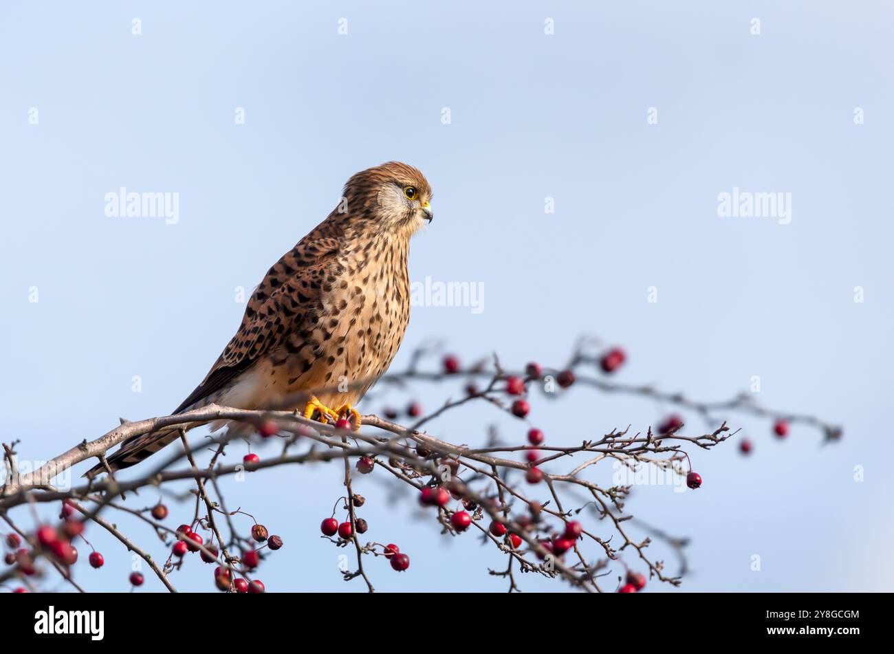 Common kestrel perched on a tree branch with red berries against blue sky, UK. Stock Photo