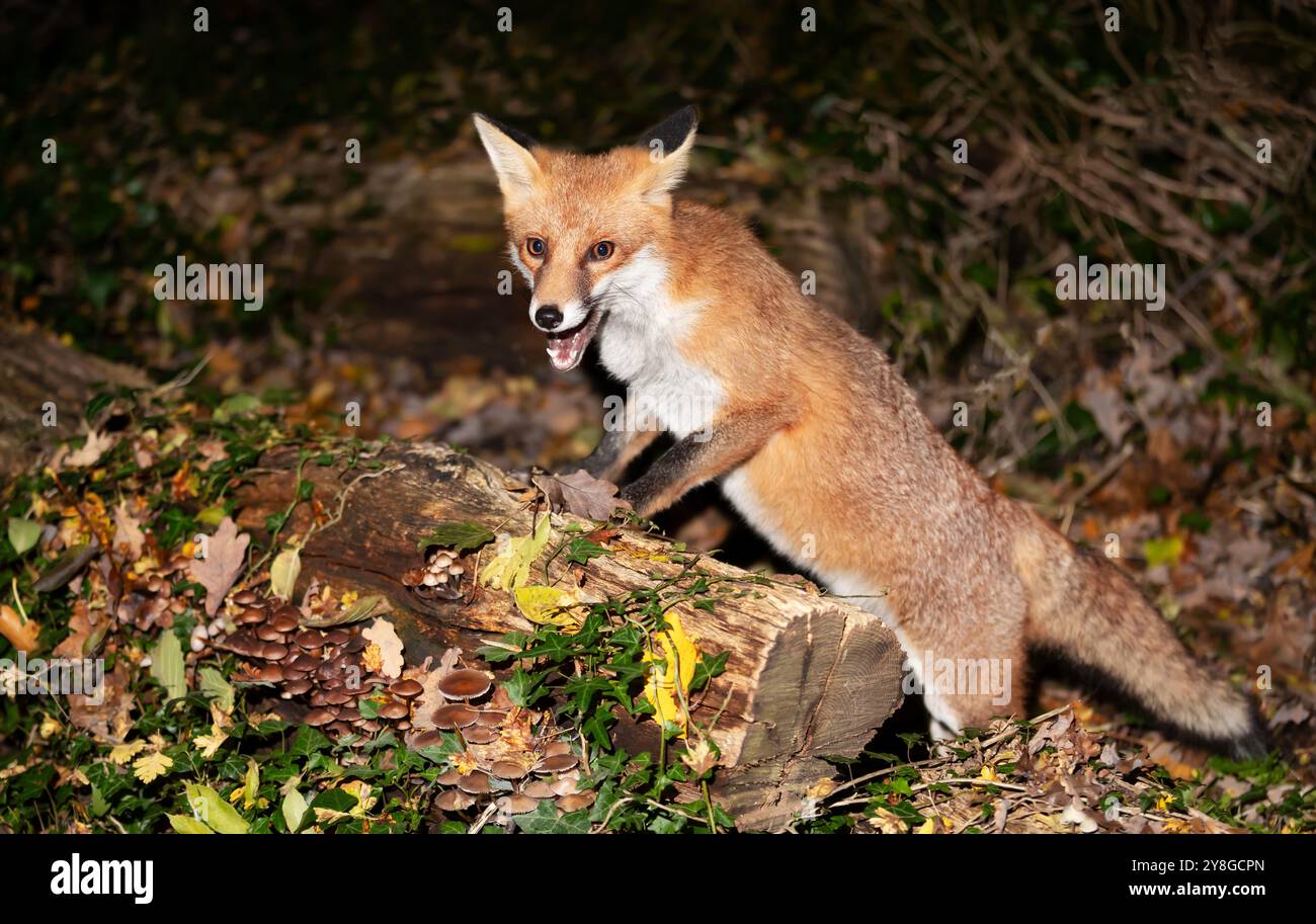 Portrait of a young red fox with open mouth standing on a log in the forest in autumn, UK Stock Photo