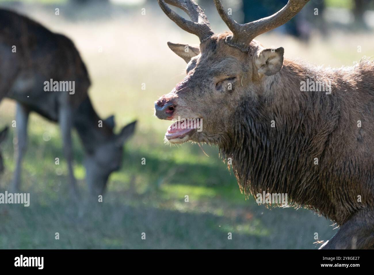 Stag Mateing Ritual red deer stag mating season Stock Photo - Alamy