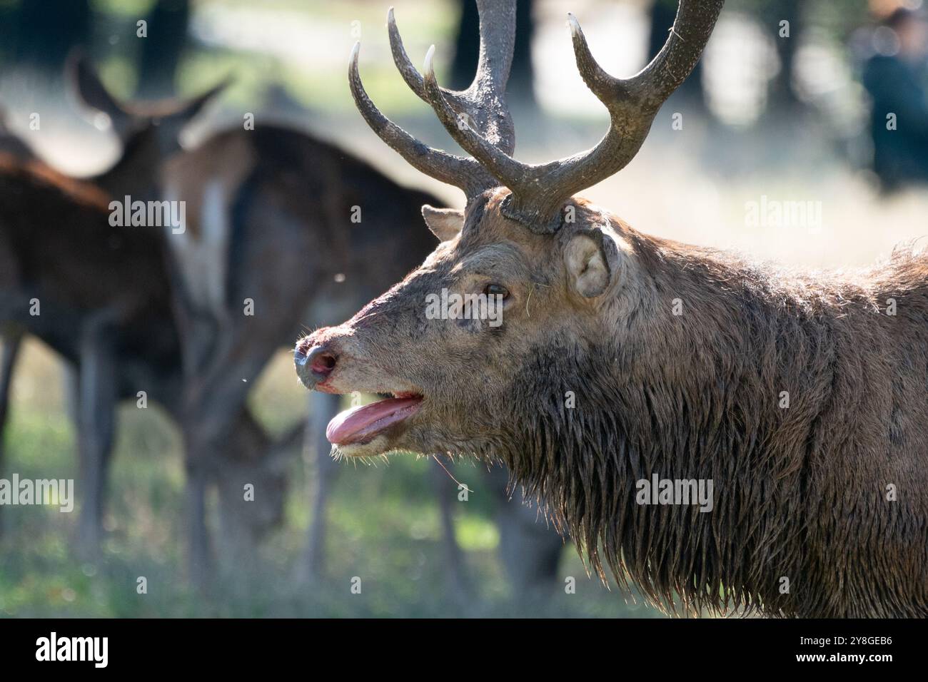 Stag Mateing Ritual red deer stag mating season Stock Photo - Alamy