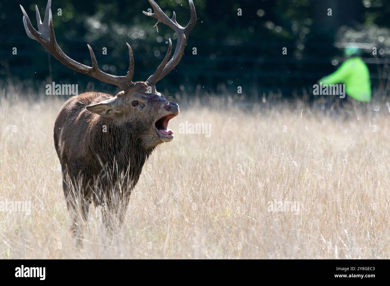 Stag Mateing Ritual red deer stag mating season Stock Photo - Alamy