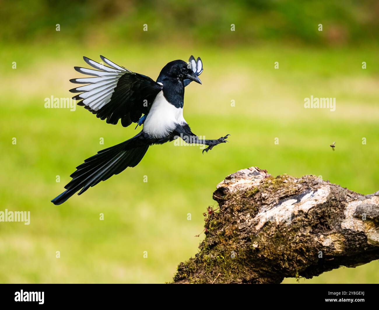 Magpit Magpie bird with wings spread hi-res stock photography and images - Alamy