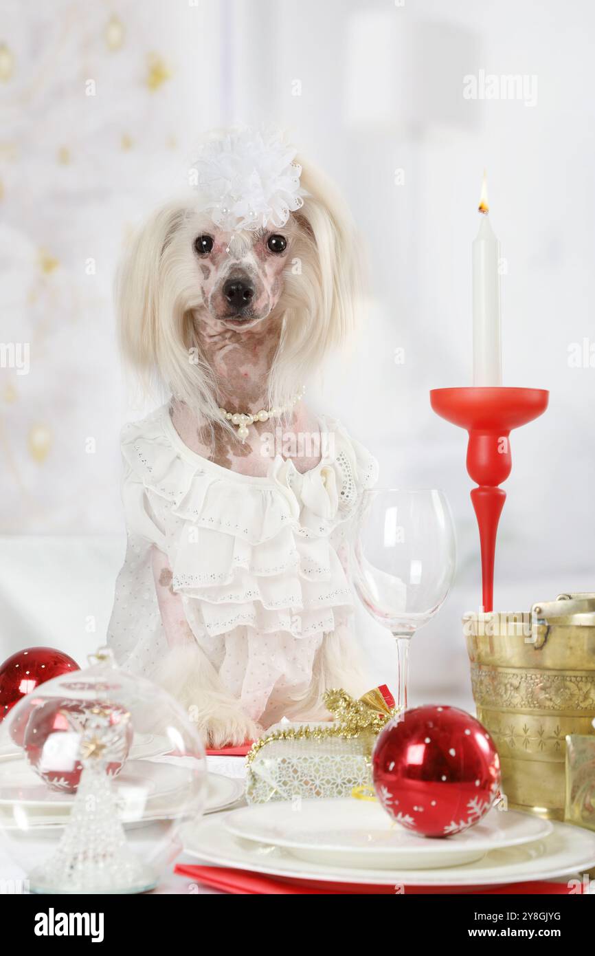 Portrait of hairless Chinese Crested dog sitting at the holiday table on the background of Christmas tree Stock Photo