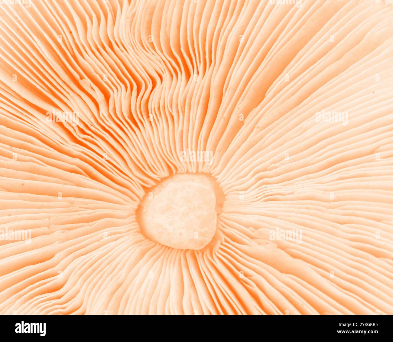 Texture Champignon Mushroom detail and texture Stock Photo - Alamy
