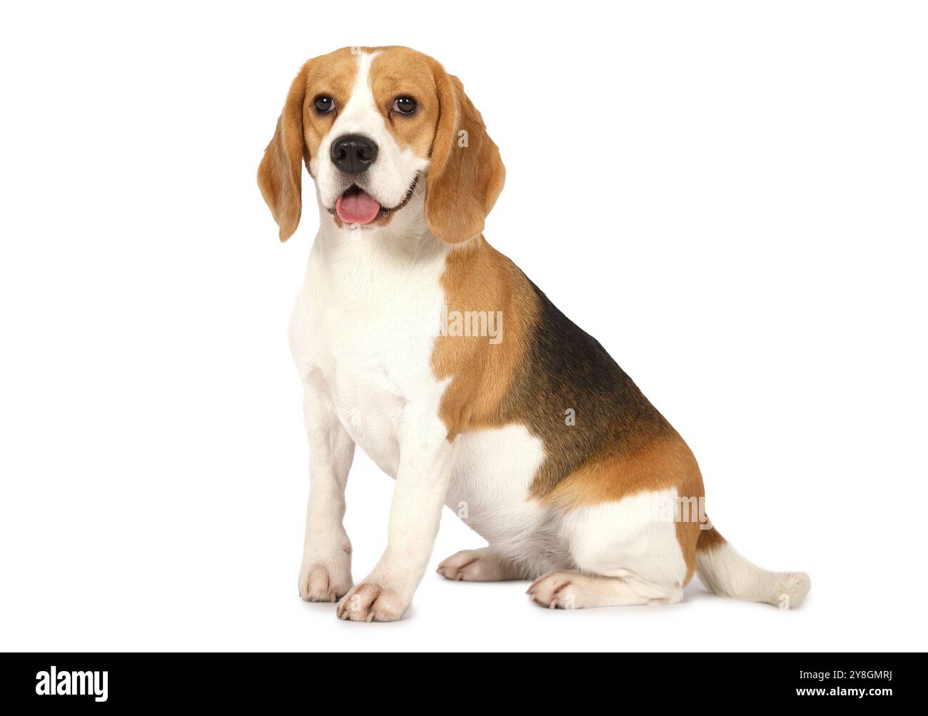 Purebred Beagle dog isolated on white background Stock Photo - Alamy