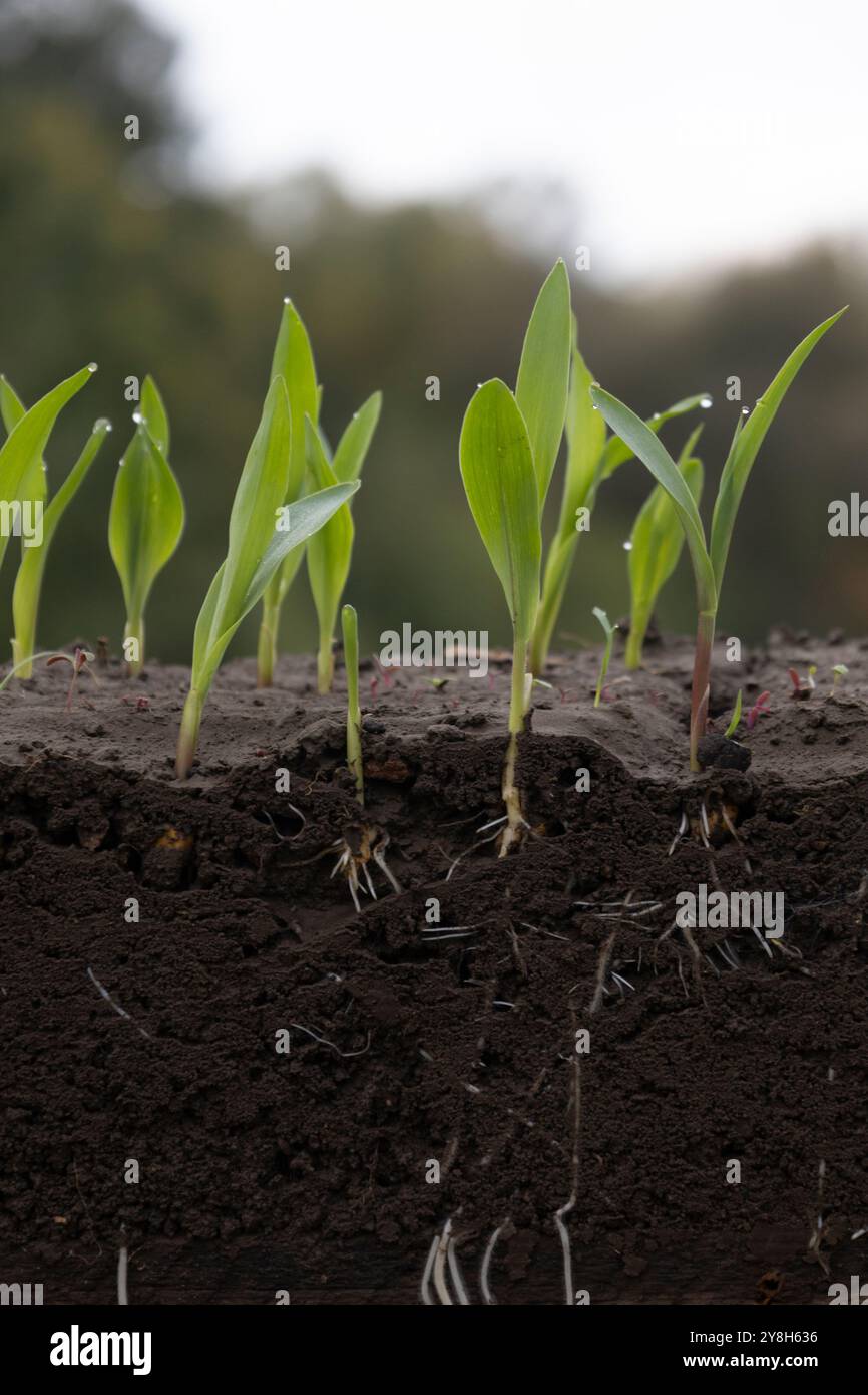 young corn plants in soil with roots Stock Photo - Alamy
