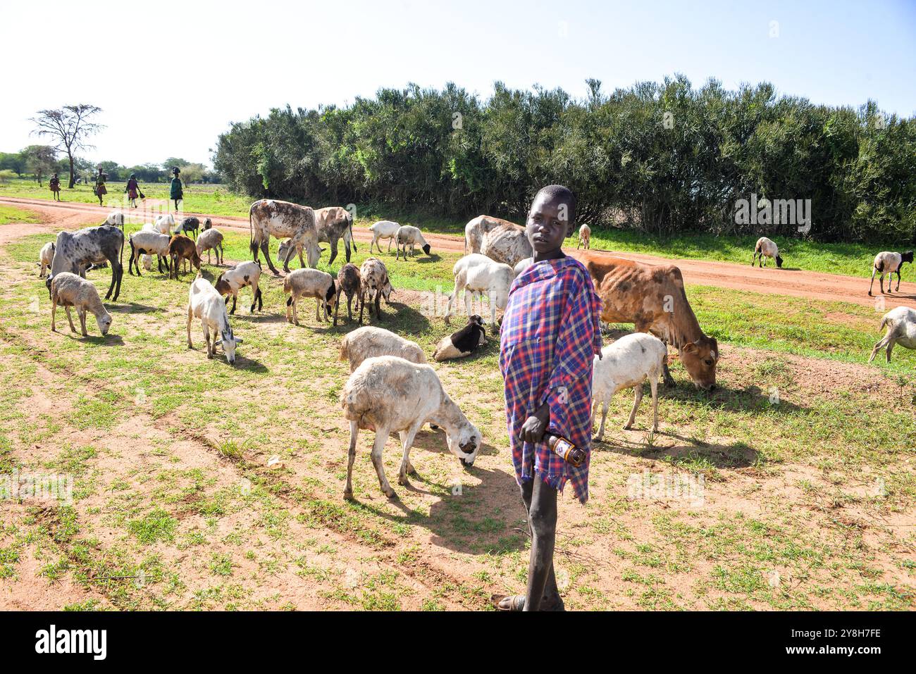 A boy grazing sheep in Karamoja - Uganda Stock Photo