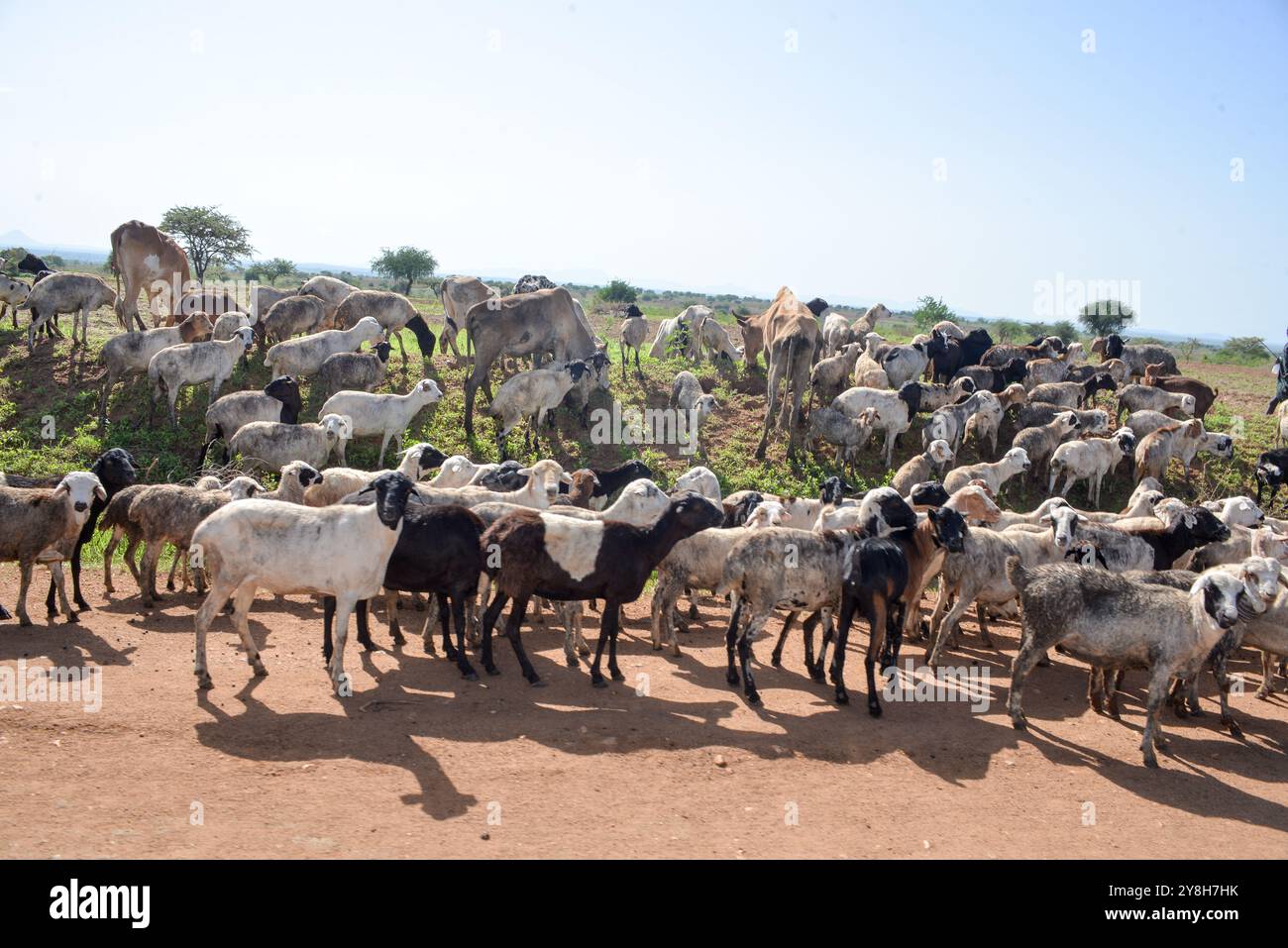 A boy grazing sheep in Karamoja - Uganda Stock Photo