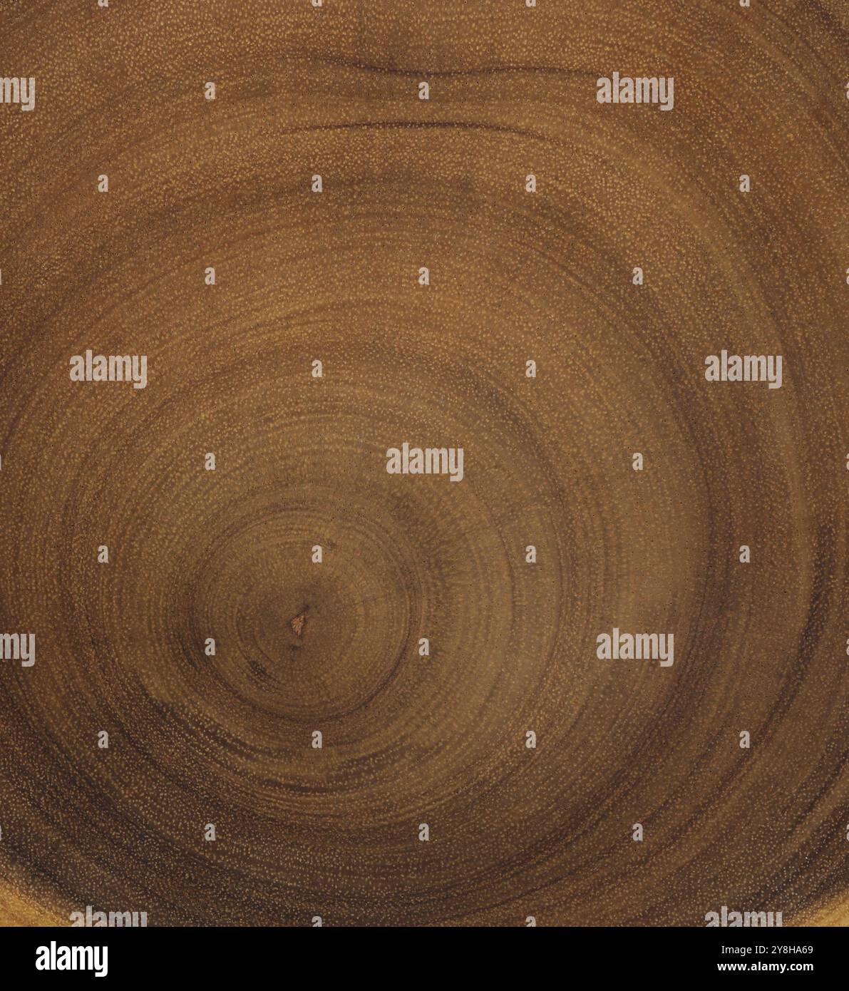 Cross section of tree trunk. Wood texture of cut tree trunk Stock Photo ...