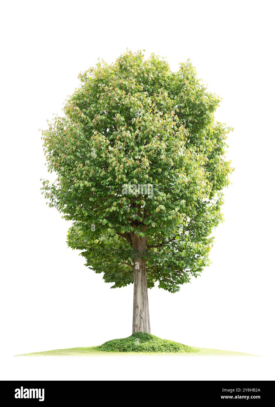 Green tree with green grass isolated on white background Stock Photo ...