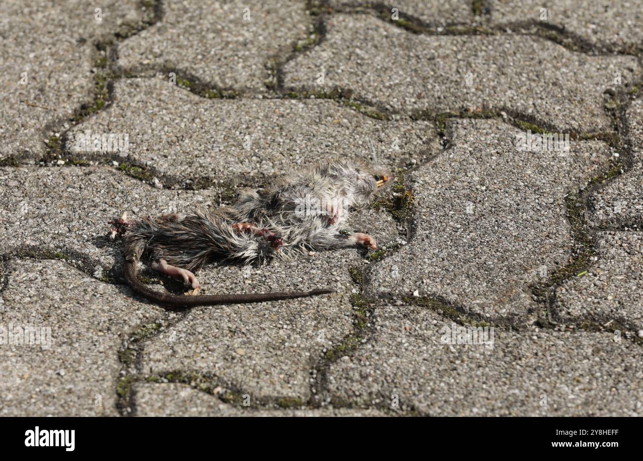 Rat run road hi-res stock photography and images - Alamy