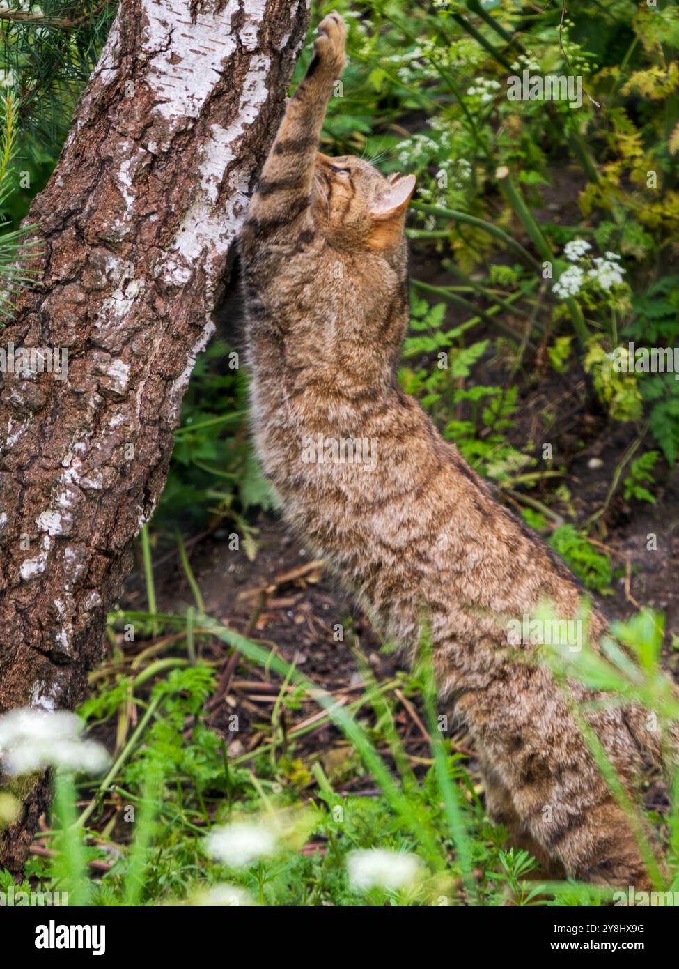 Female Scottish Wildcat Scratching on a Tree Stock Photo - Alamy