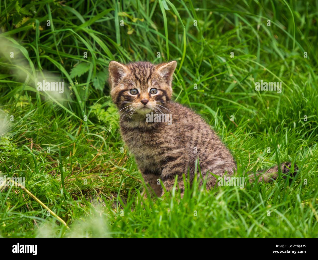 Scottish Wildcat Kitten Playing In Grass Stock Photo Alamy scottish-wildcat-kitten-playing-in-grass-stock-photo-alamy