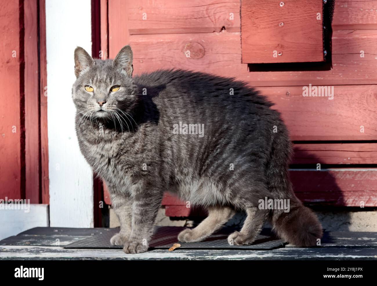 Cute domestic house cat standing on doorstep Stock Photo