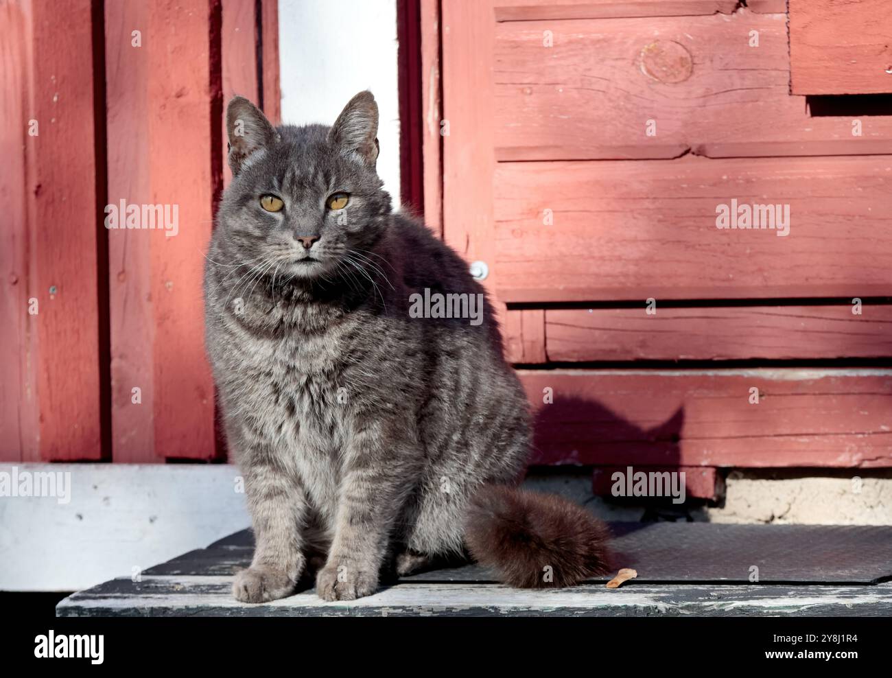 Cute domestic house cat sitting on doorstep Stock Photo
