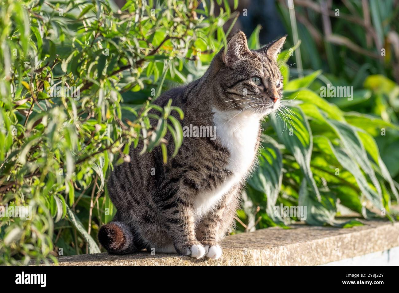 Cat nestled outdoors in a garden, surrounded by lush greenery and ...