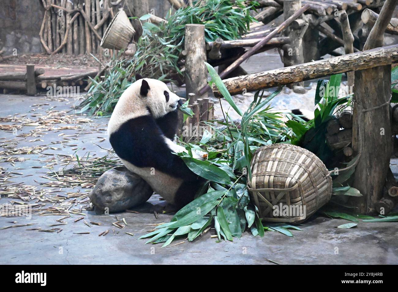 Chengdu, Sichuan, China: A giant panda at Chengdu Panda Research Base ...