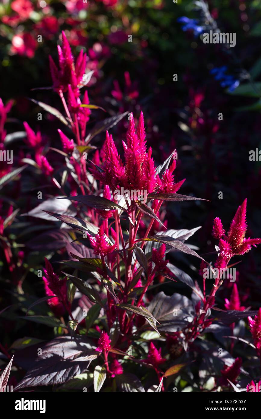 Celosia intenz hi-res stock photography and images - Alamy