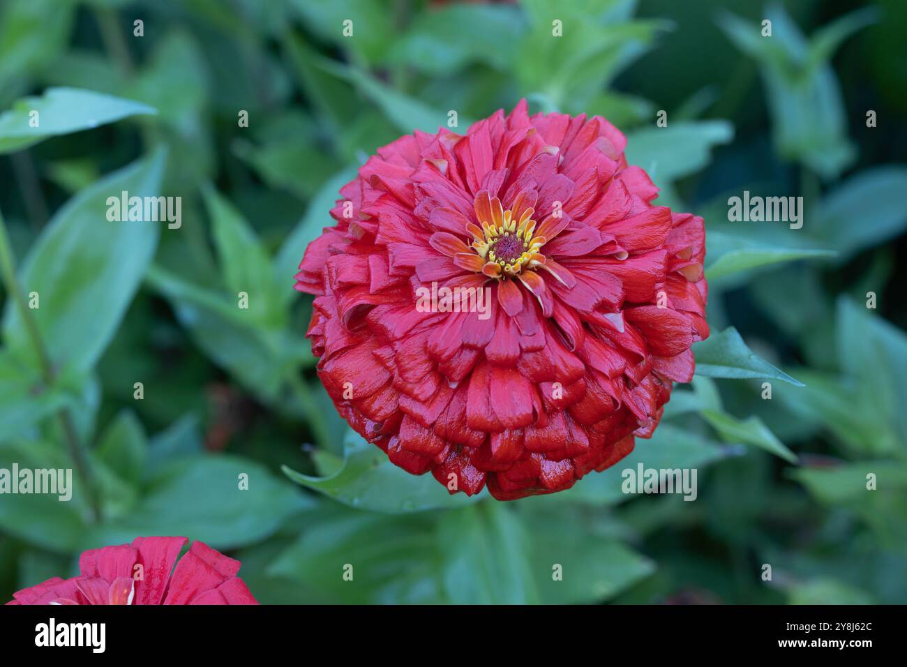Zinnia elegans 'Sun Red' zinnia flower. Stock Photo