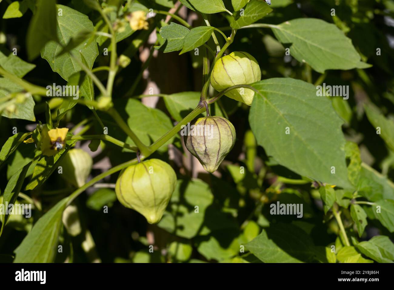 Physalis philadelphica 'Purple de milpa' tomatillo. Stock Photo