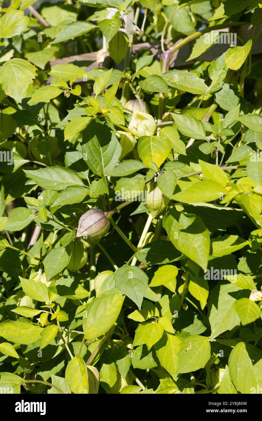 Physalis philadelphica 'Purple de milpa' tomatillo. Stock Photo