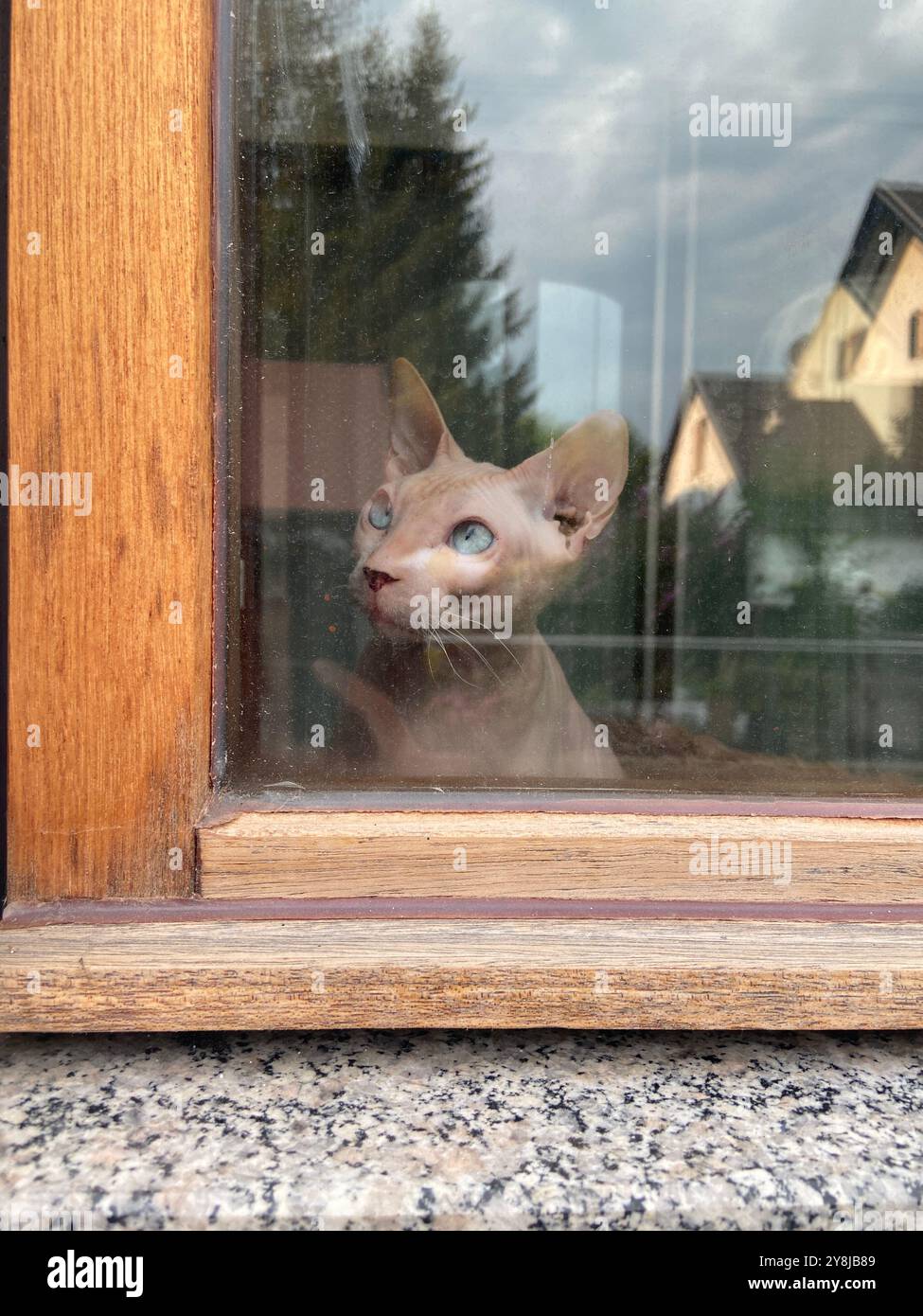 A Sphynx cat looking outside through a window Stock Photo