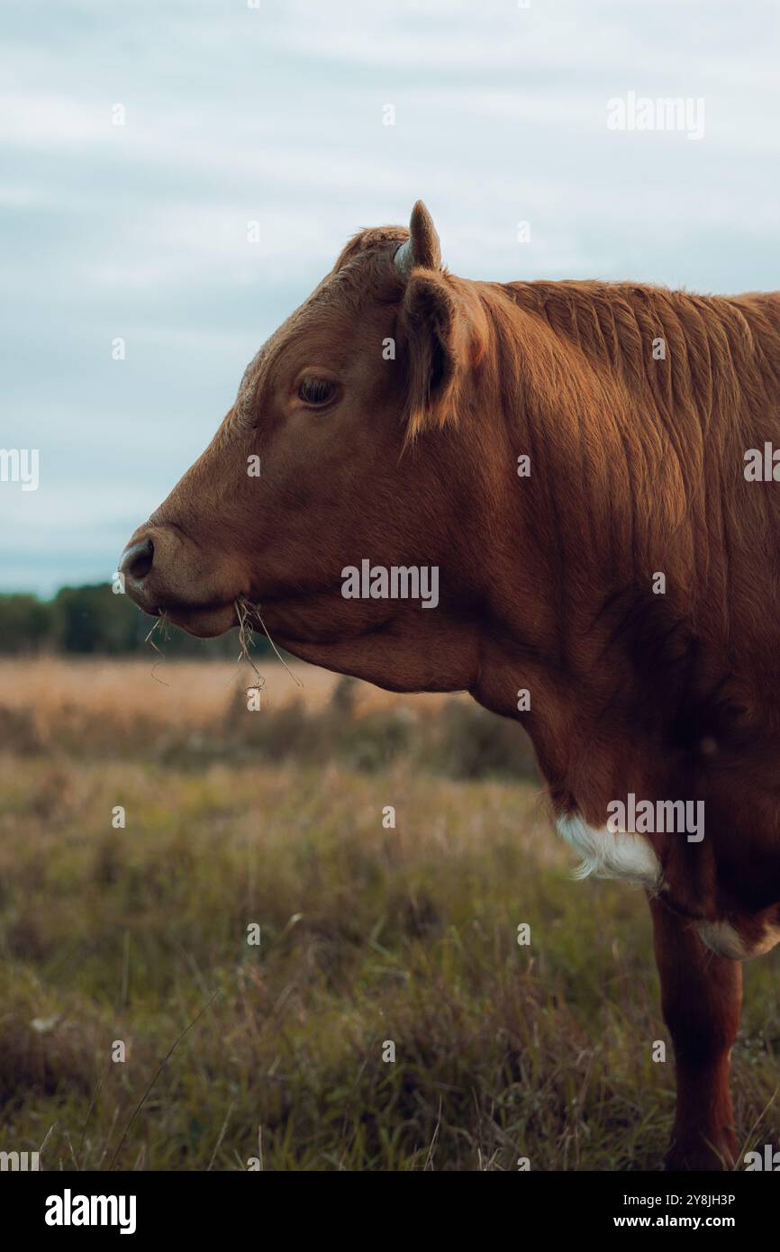 Brown cow in a meadow, farming livestock photograph Stock Photo - Alamy