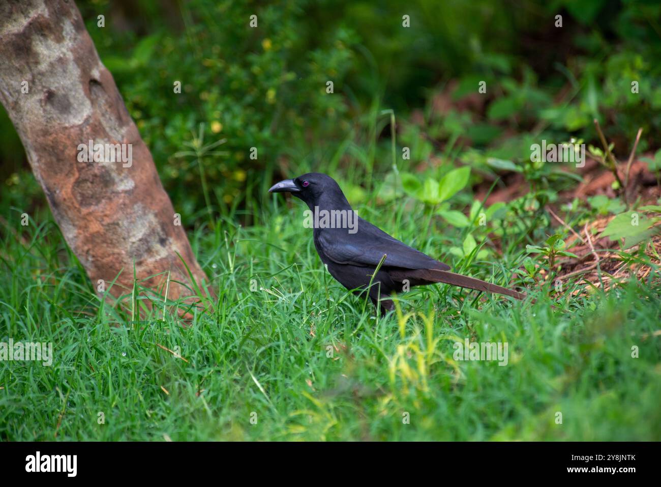 Piapiac Piapiac hi-res stock photography and images - Alamy