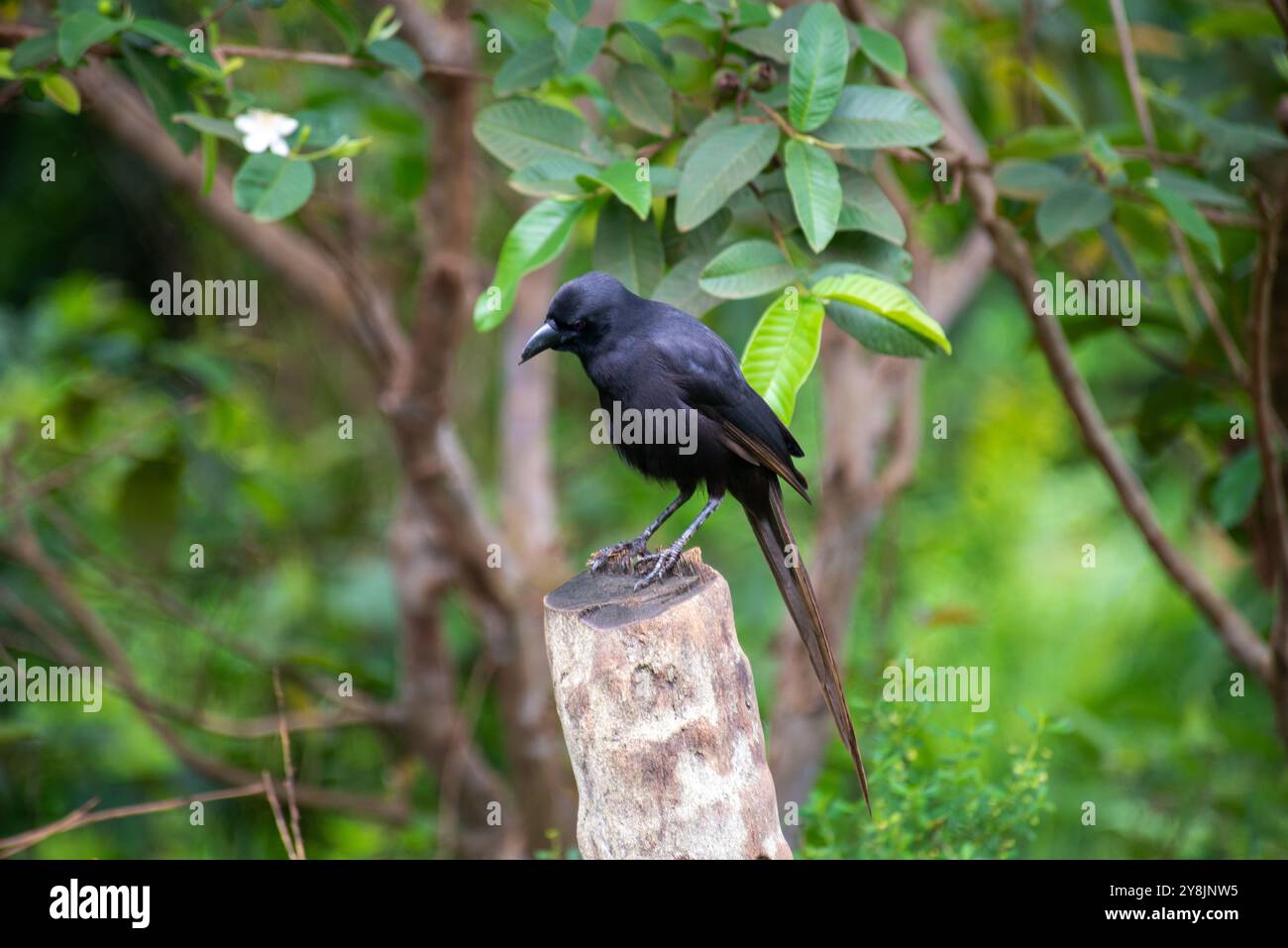 Piapiac Piapiac hi-res stock photography and images - Alamy