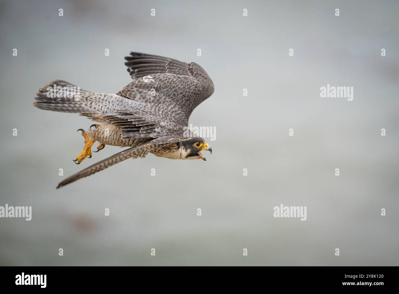 A peregrine falcon calls as it begins a dive Stock Photo