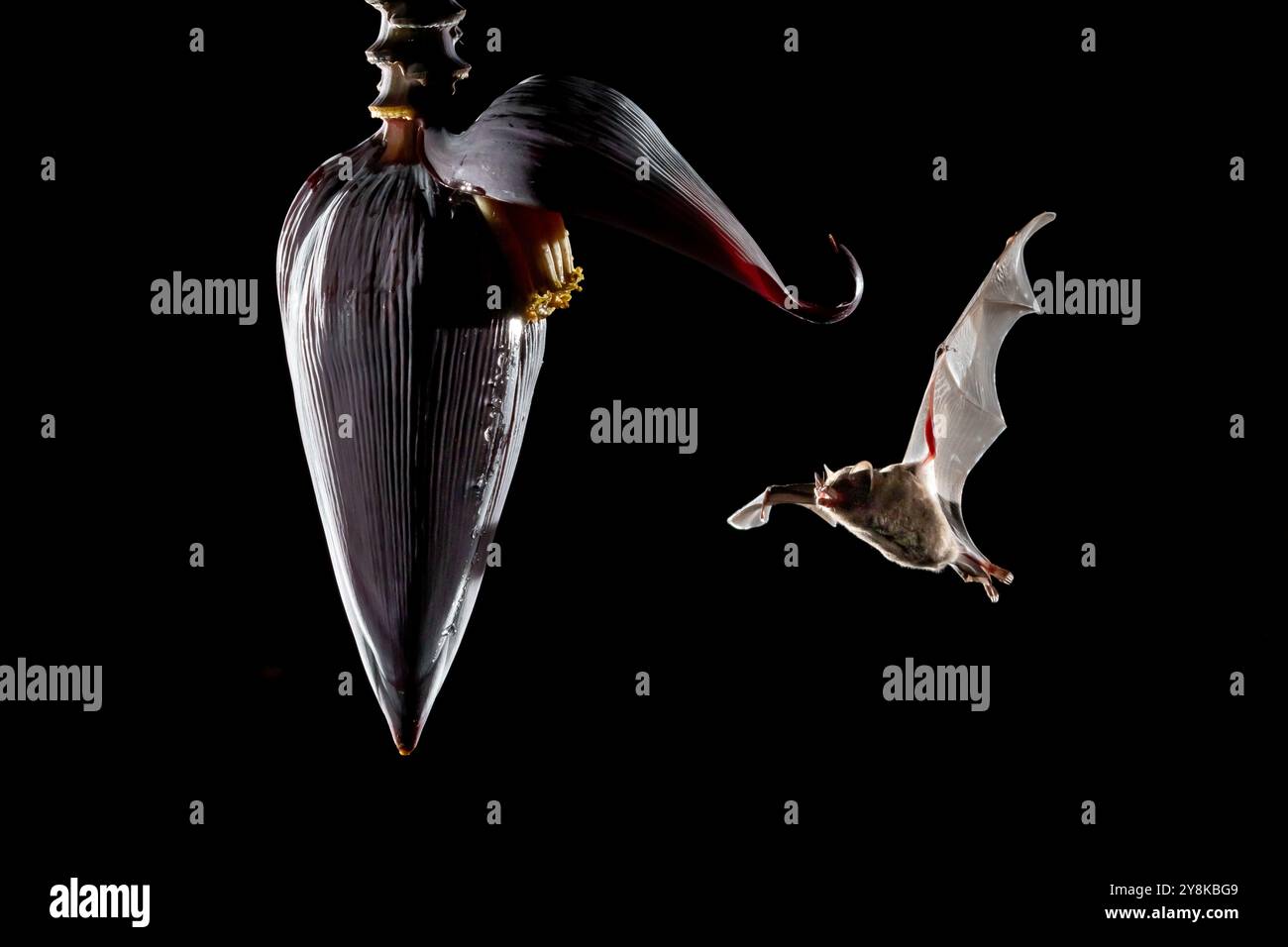 Robusa hi-res stock photography and images - Alamy Robusa hi-res stock photography and images - Alamy