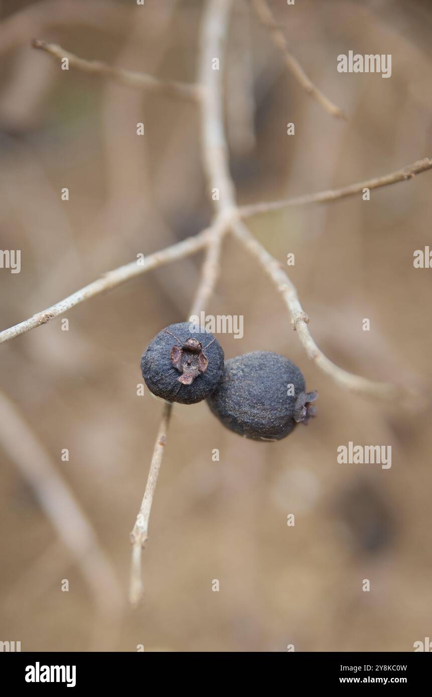 close-up of dried discolored and dehydrated fruits still clinging to tree branch due to drought lack of water, soft focus with blurry background Stock Photo