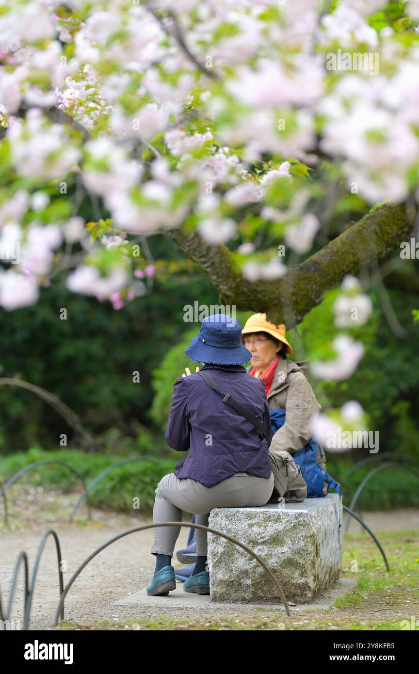 The cherry blossom season in Shinjuku Gyoen is extremely popular with locals and visitors alike, Tokyo JP Stock Photo