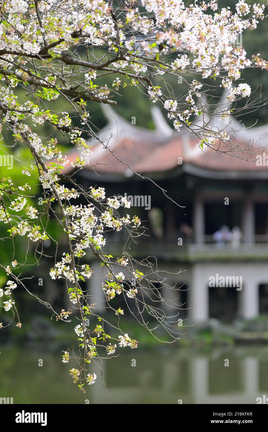 The cherry blossom season in Shinjuku Gyoen is extremely popular with locals and visitors alike, Tokyo JP Stock Photo
