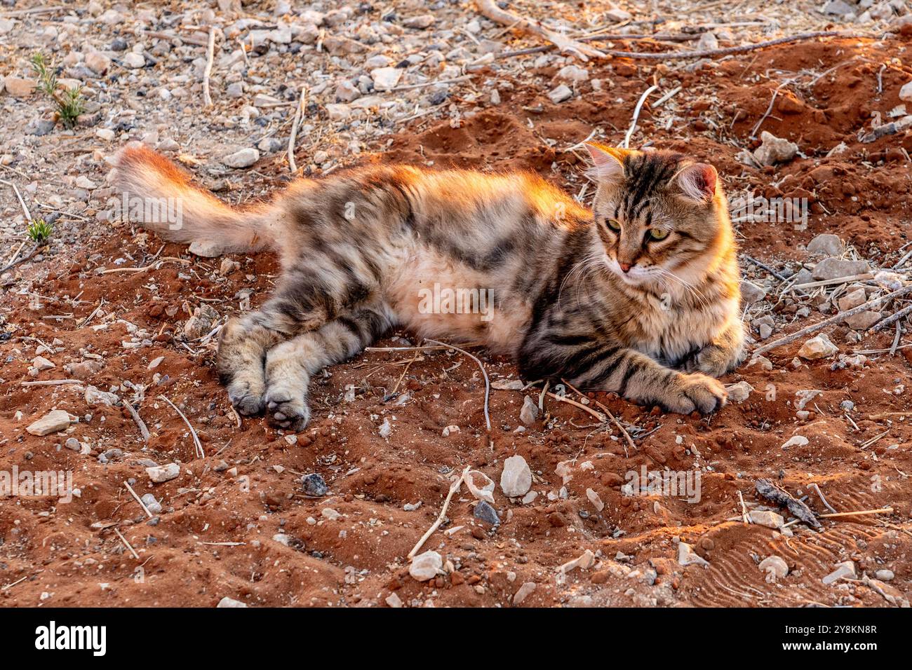 cat is lying on the ground Stock Photo