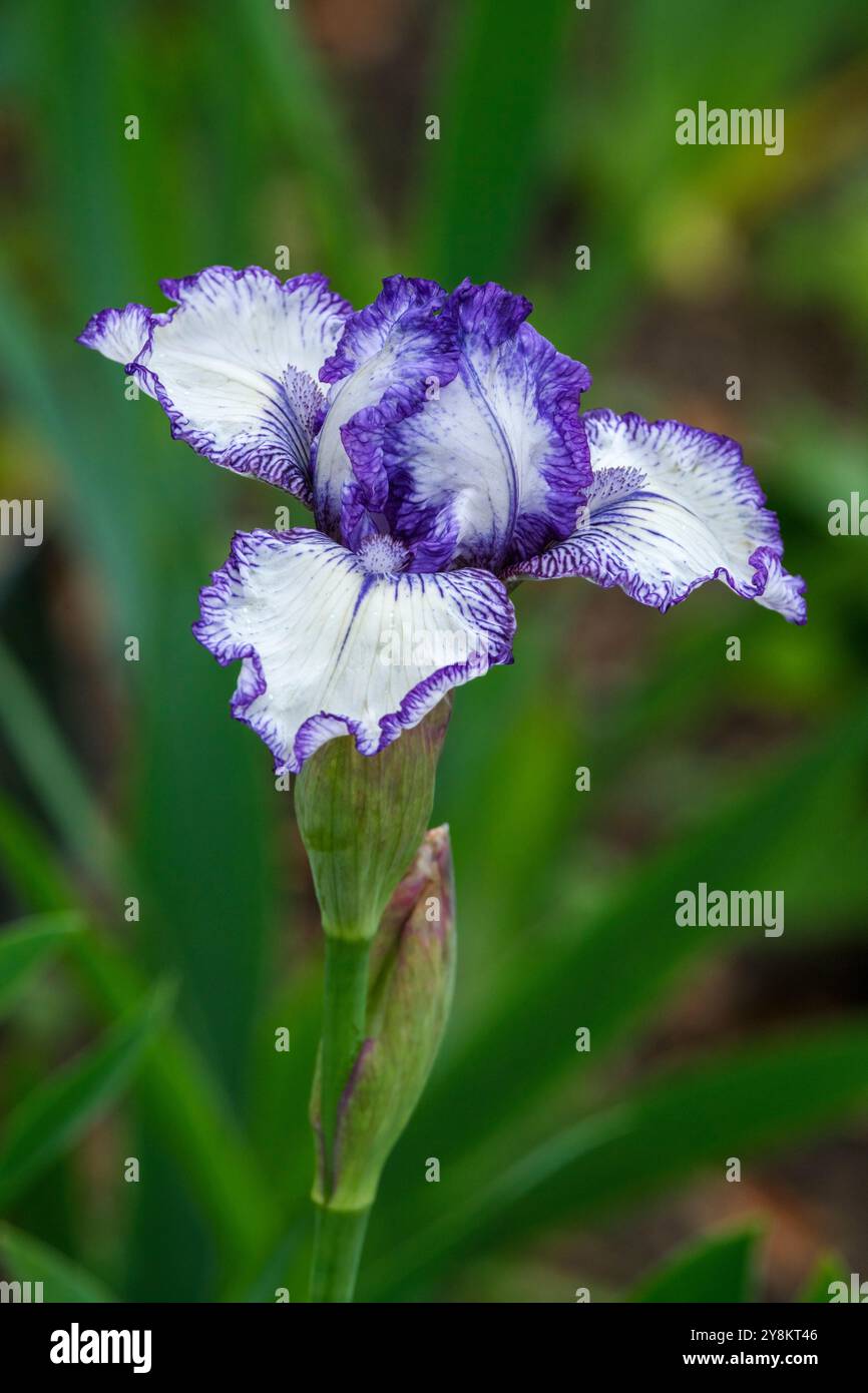 Iris germanica Bold Print, bearded iris, white standards, falls with ruffled, blue-purple margin in early spring Stock Photo