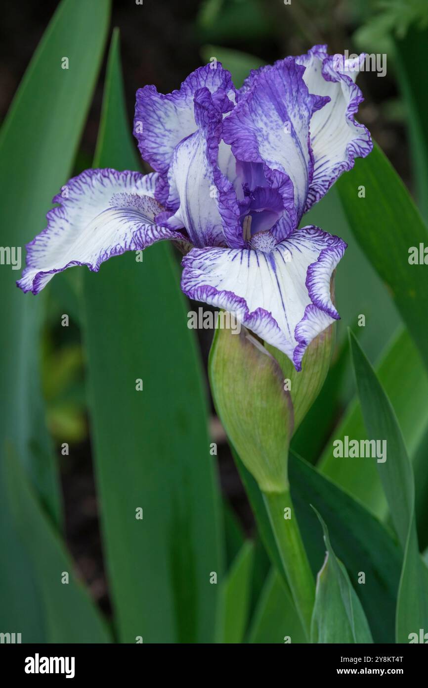 Iris germanica Bold Print, bearded iris, white standards, falls with ruffled, blue-purple margin in early spring Stock Photo