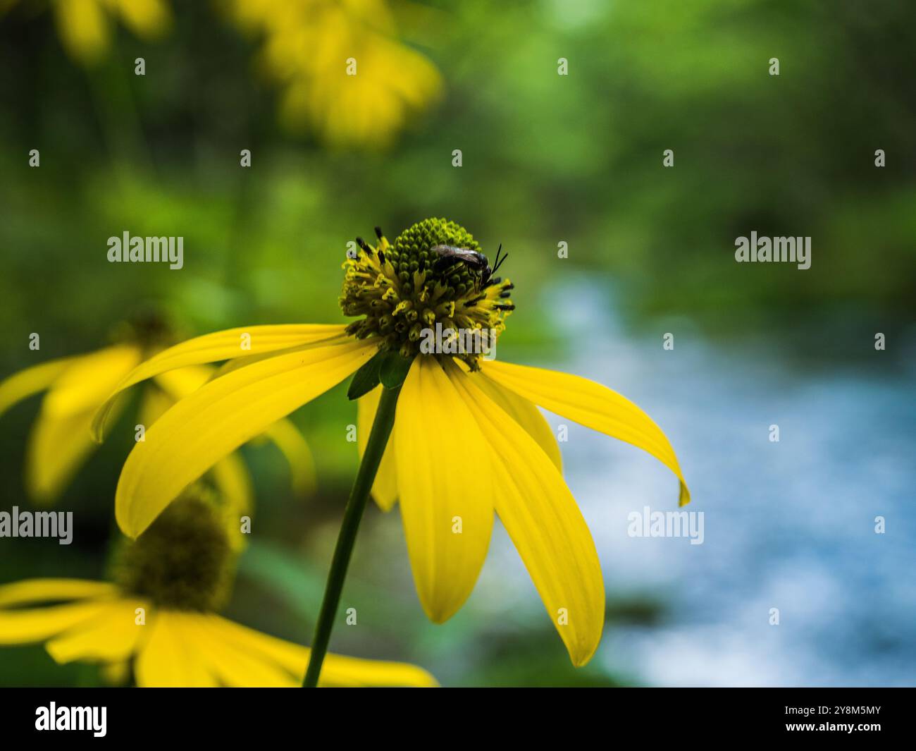 Insects of japan hi-res stock photography and images - Alamy