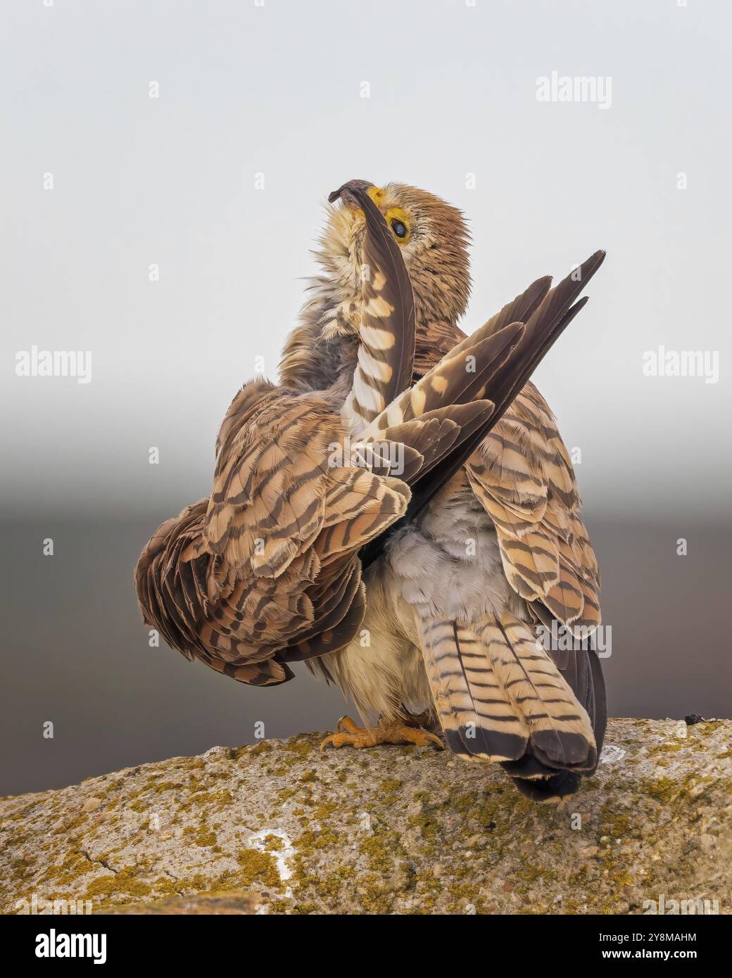 Lesser kestrel (Falco naumanni) female, grooming, hunting, foraging, cleaning every feather, sitting on rocks, lying in wait, steppes, deserts and ext Stock Photo