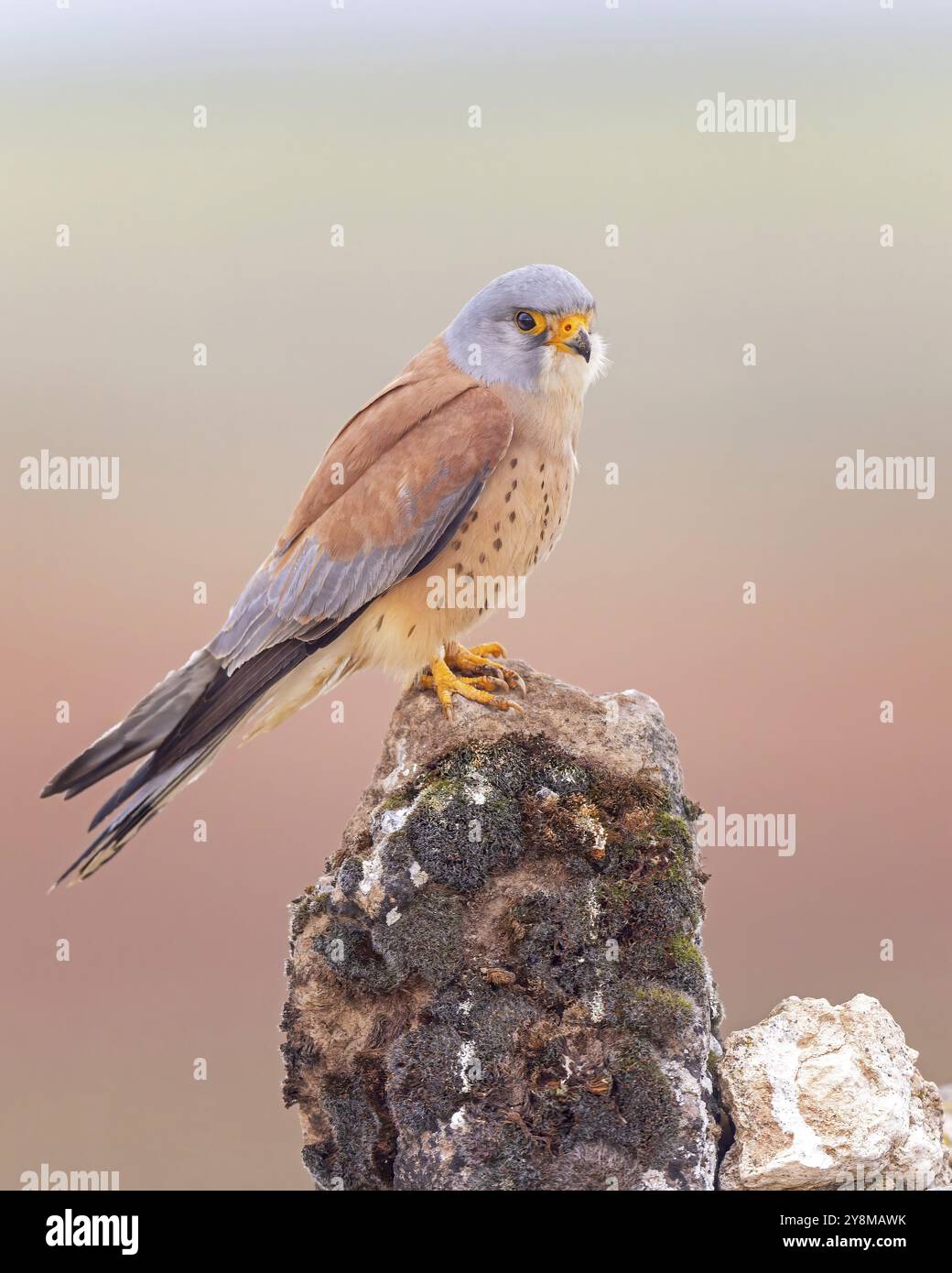Foraging On Rocks Lesser kestrel (Falco naumanni) Male, hunting, foraging, sitting on ...