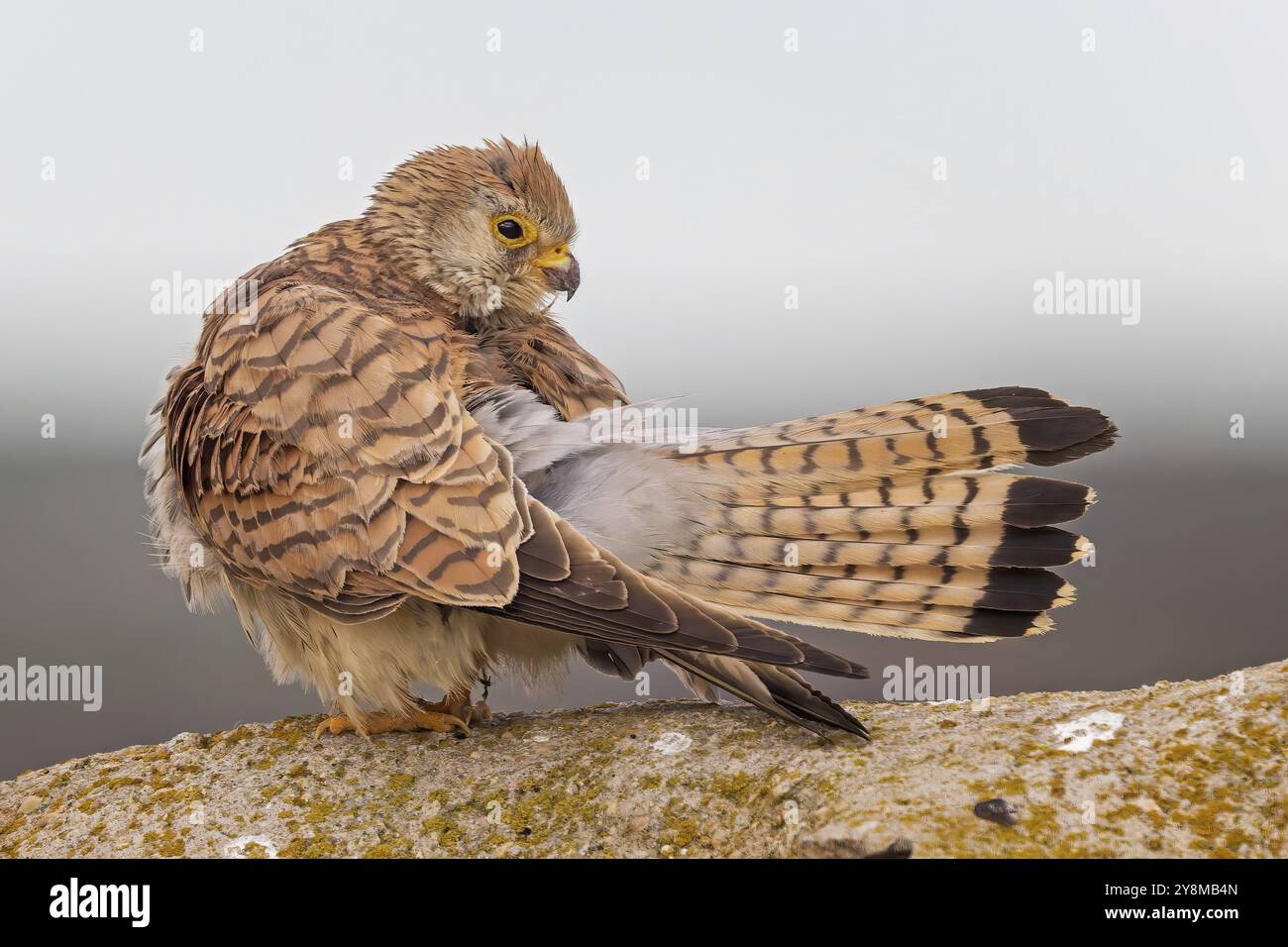 Lesser kestrel (Falco naumanni) Female, grooming, hunting, foraging, sitting on rocks, lying in wait, steppes, deserts and extensively used grasslands Stock Photo