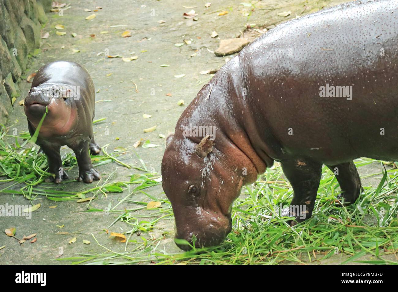 Moo deng hi-res stock photography and images - Alamy