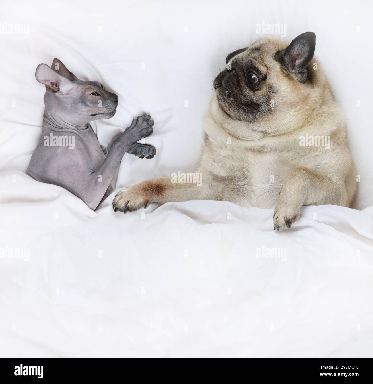 Sprinx Dog Pug dog lying in bed with a hairless Don Sphinx cat Stock Photo - Alamy