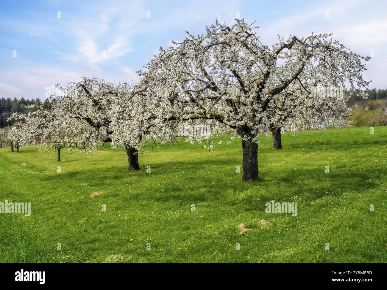 Spring scenic with white flowering cherry trees Stock Photo